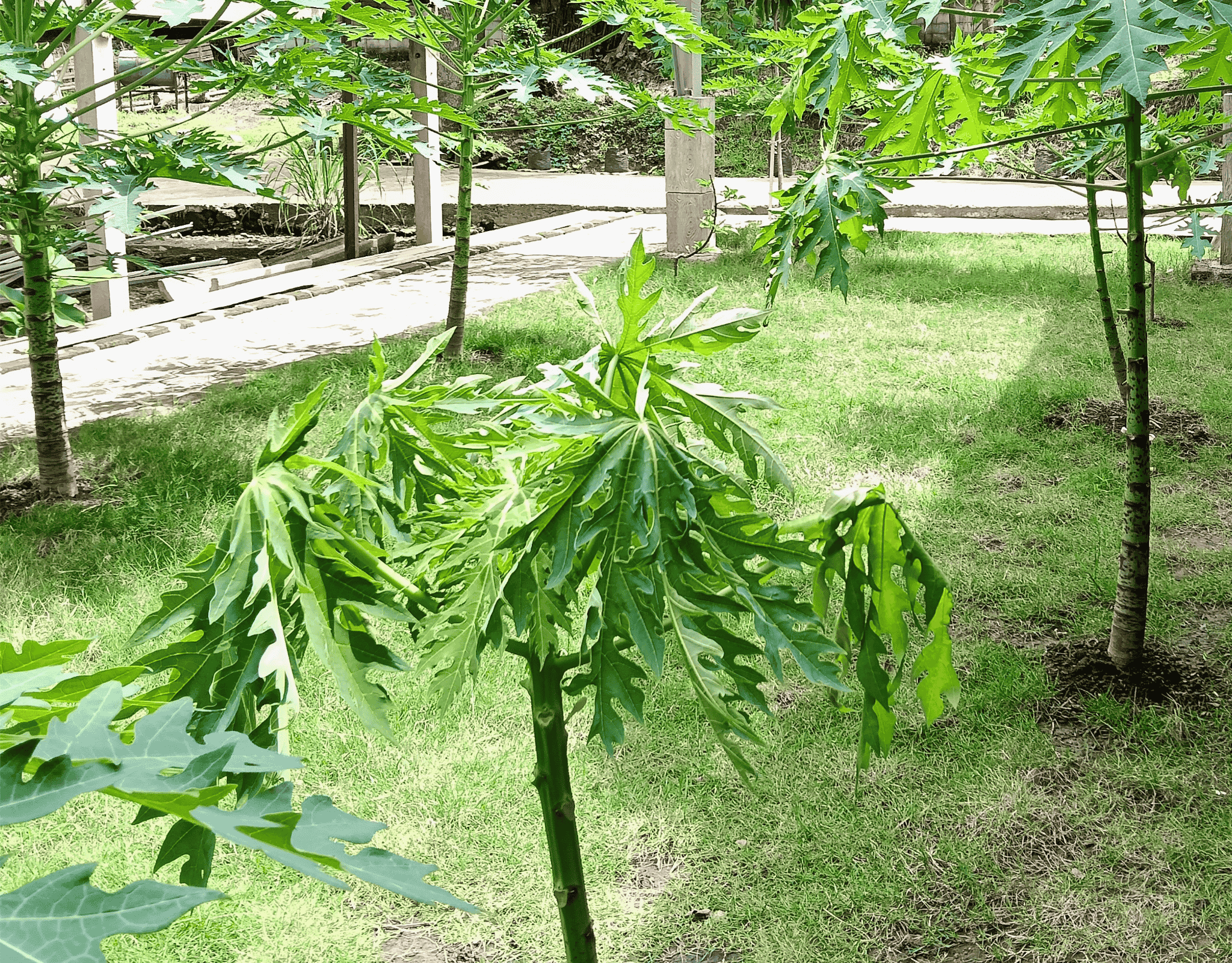 Catatan Wilisia: Red Flag di Kebun! Mengenal PRSV, si Virus "Toxic" pada Pepaya