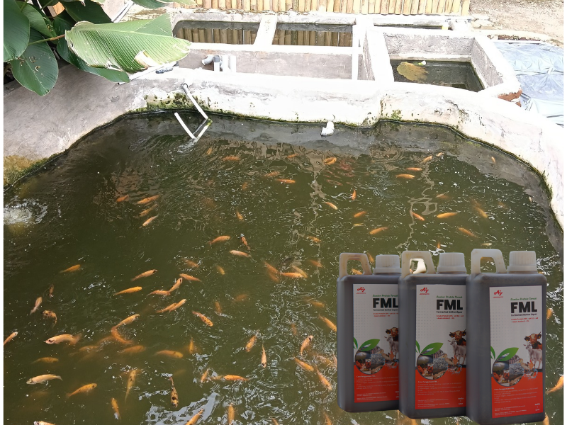 Update Lapangan: Rahasia Nila Merah Tumbuh Cepat di Bulan Pertama